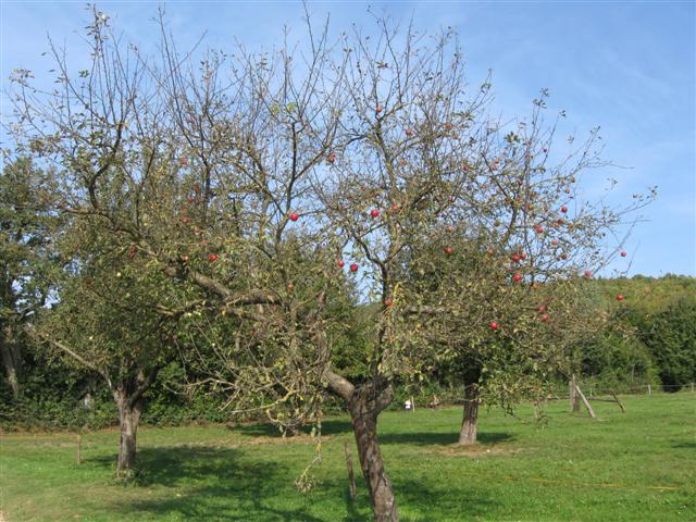 Wallfahrt nach Heiligenkreuz
