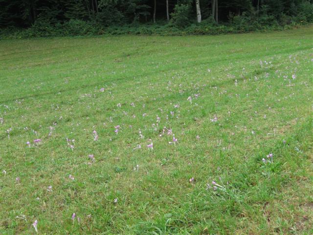 Wallfahrt nach Heiligenkreuz