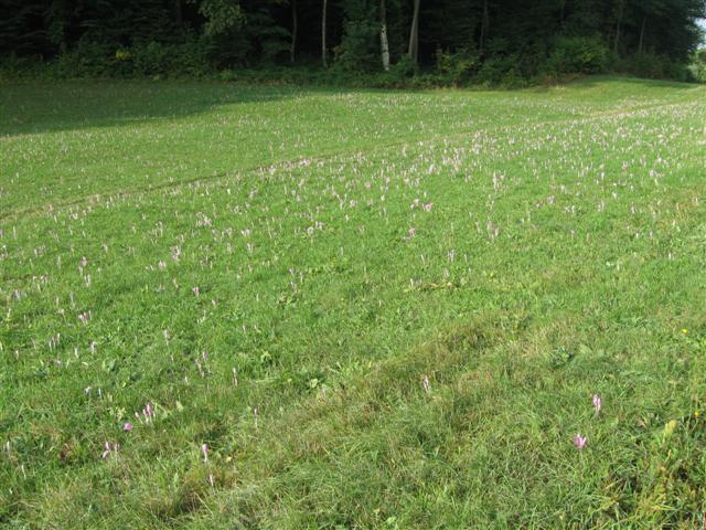 Wallfahrt nach Heiligenkreuz