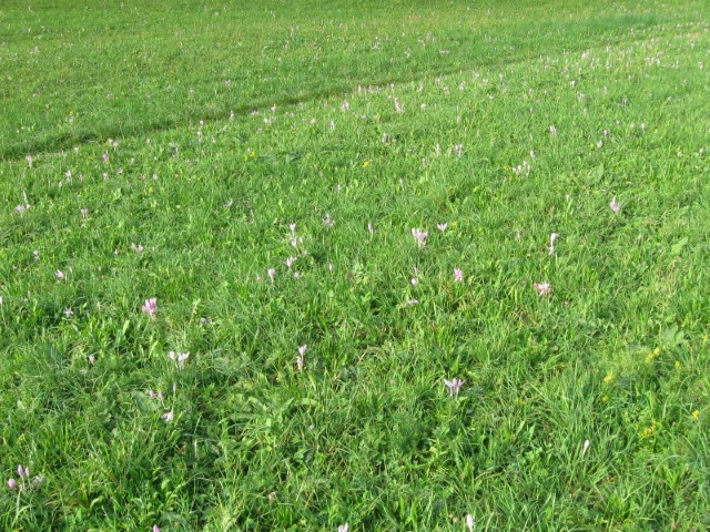 Wallfahrt nach Heiligenkreuz