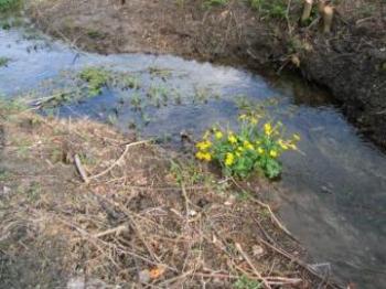 Bach mit Dotterblumen