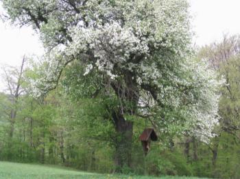 Bl&uuml;hender Baum mit Marterl
