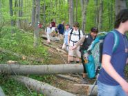 durch Baumst�mme verlegter Weg vor Tasshof