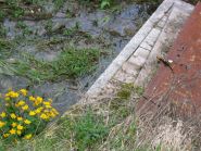 Feuersalamander und Sumpfdoterblumen vor Rohr