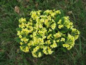 Sumpfdotterblumen - Pfarrwallfahrt nach Mariazell � Pfarre St. Othmar in M�dling