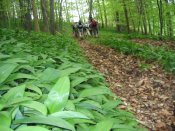 B�rlauchwald - Pfarrwallfahrt nach Mariazell � Pfarre St. Othmar in M�dling
