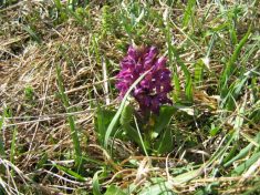 Wiesenblumen am Unterberg - Fu�wallfahrt nach Mariazell 2007 � Pfarre St. Othmar in M�dling