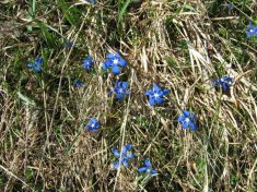 Wiesenblumen am Unterberg - Fu�wallfahrt nach Mariazell 2007 � Pfarre St. Othmar in M�dling