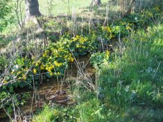 Sumpfdotterblumen bei Rohr - Fu�wallfahrt nach Mariazell 2007 � Pfarre St. Othmar in M�dling