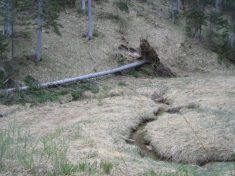 Windbruch vor Krumbachsattel - Fu�wallfahrt nach Mariazell 2007 � Pfarre St. Othmar in M�dling