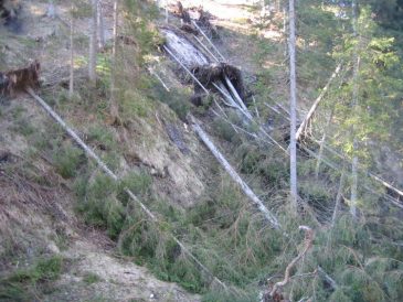 Windbruch am Krumbachsattel in die Walster - Fu�wallfahrt nach Mariazell 2008 � Pfarre St. Othmar in M�dling
