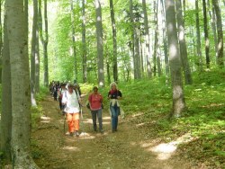 Abstieg nach Holzschlag  <> Fusswallfahrt nach Mariazell 2009 � Pfarre St. Othmar in M�dling
