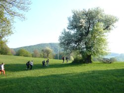 bl�hender Kirschenbaum mit Marterl vor Abstieg nach Eberbach  <> Fusswallfahrt nach Mariazell 2009 � Pfarre St. Othmar in M�dling