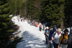 Forstweg voller Schnee beim Abstieg  <> Fusswallfahrt nach Mariazell 2009 � Pfarre St. Othmar in M�dling