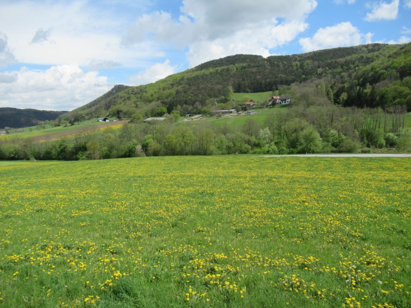 Löwenzahnwiese vor Maria Raisenmarkt