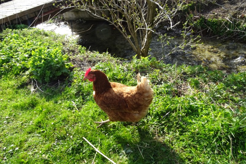 Huhn im Gries