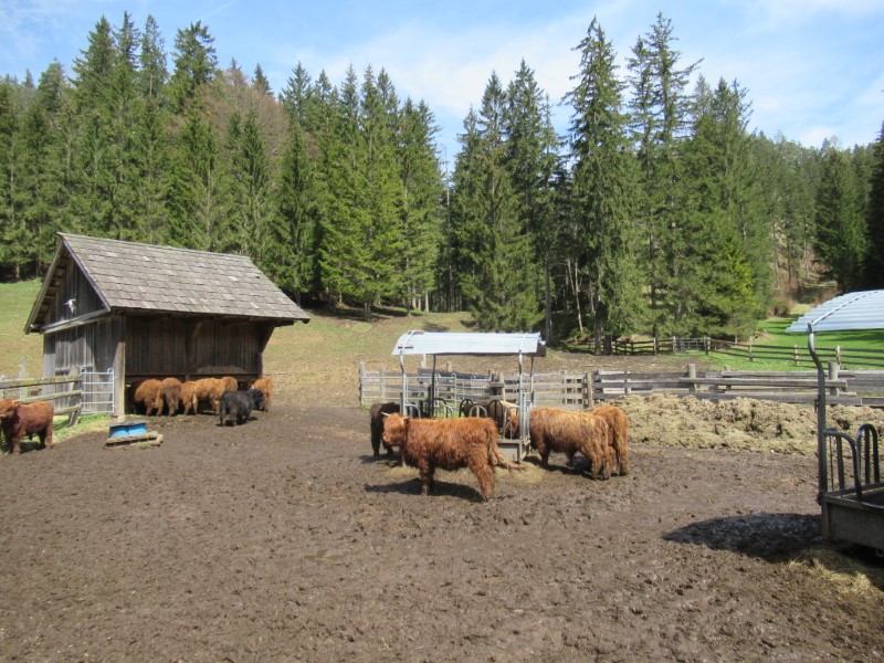 Hochlandrinder