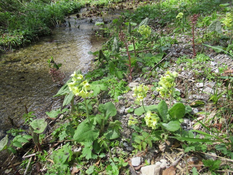 Himmelschlüssel
