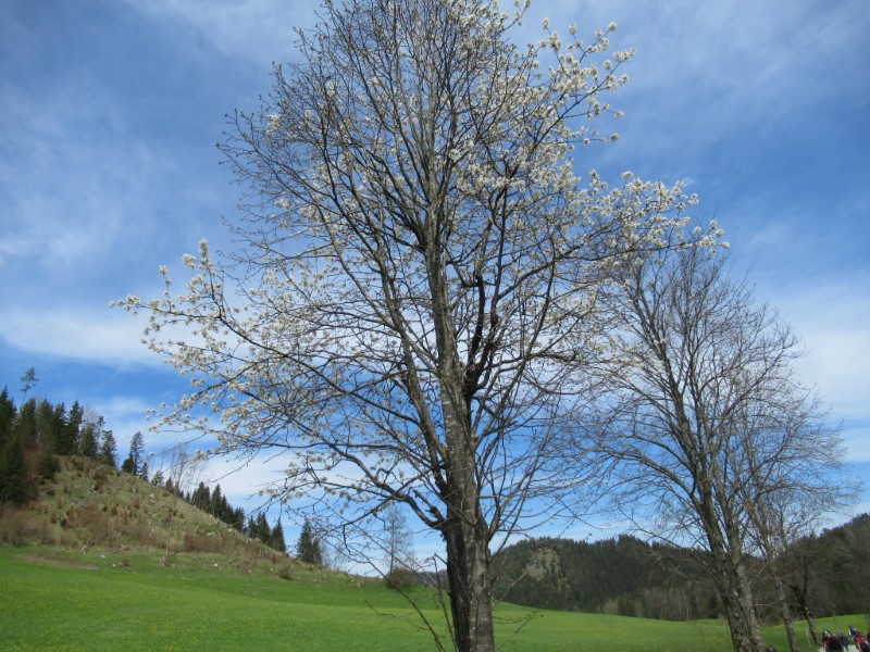 Baumblüte