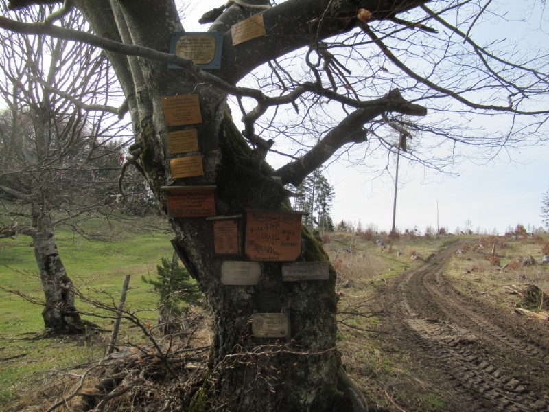 Beim Gatter am Gscheid